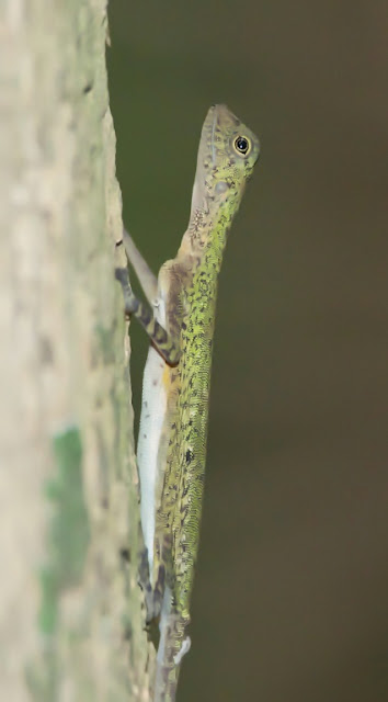 Black-bearded Gliding Lizard (Draco melanopogon) 