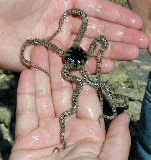 Ophiuroidea bintang bertbentuk ular laut