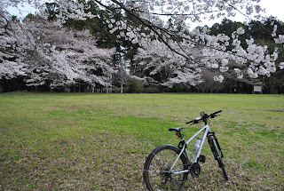 石神城址公園の桜