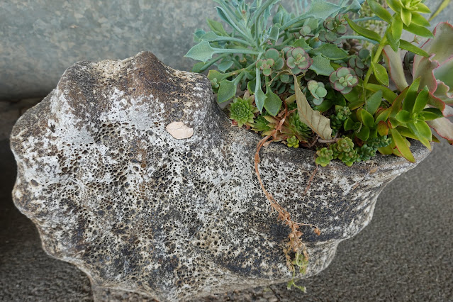 鳥取県西伯郡南部町鶴田　とっとり花回廊　エントランス展示