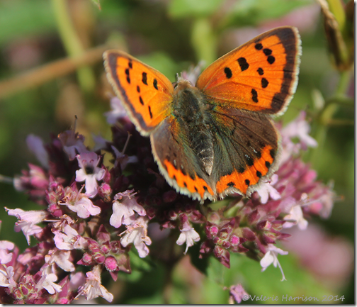 Small-copper-2
