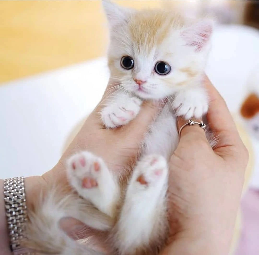 cute cat paws