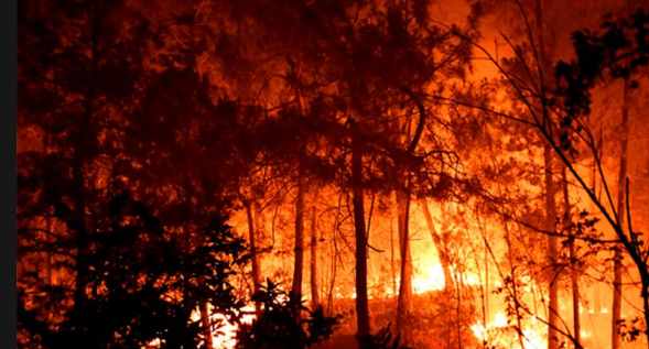 Perusahaan Pembakar Hutan dari Malaysia di Kalbar Dihukum Rp 917 Miliar