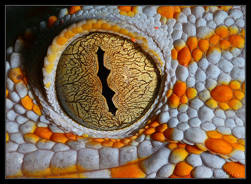 OJOS DE GECKO