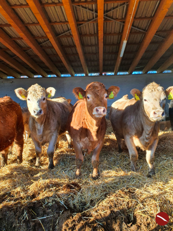 Wo die wilden Kühe wohnen ... und das Fleisch für meine Küche herkommt {Triggerwarnung: Dieser Beitrag enthält Bilder von geschlachteten Kühen, die eventuell verstörend wirken können}