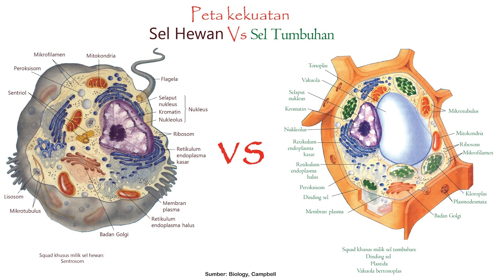 Perbedaan sel  hewan  dan  tumbuhan  dilihat dari berbagai 