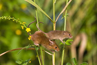 Female Male Mice on plant stems