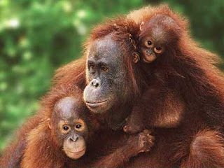 foto orang hutan