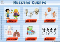 http://www.vedoque.com/juegos/el-cuerpo.swf