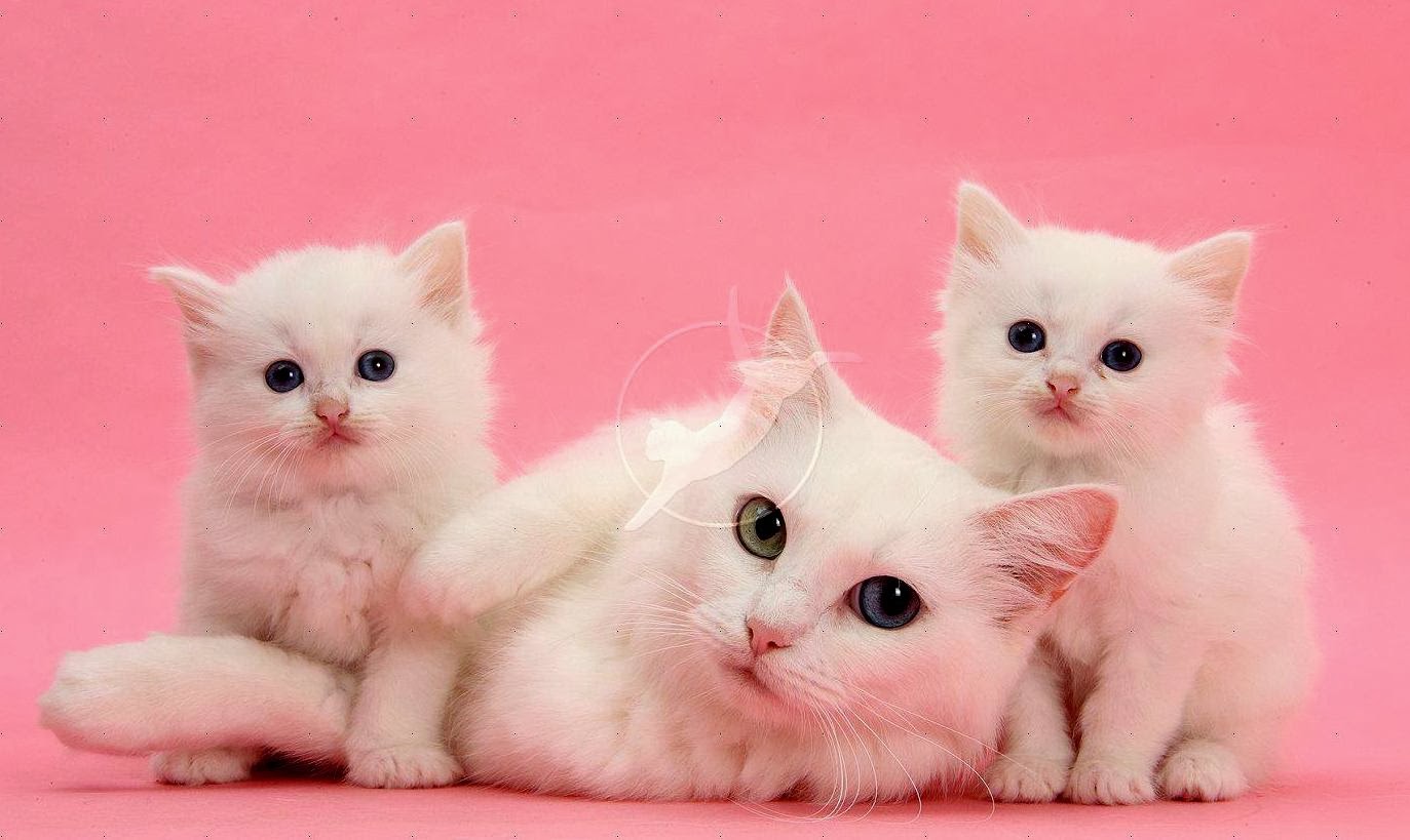 Gambar Kucing Pink Lucu