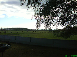 ganaderia de reses bravas orilla Ebro