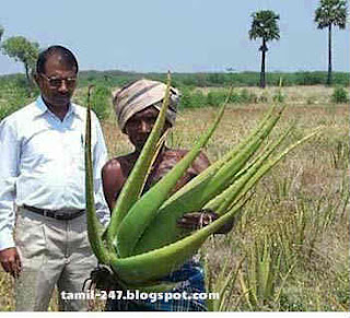 aloe vera cultivation in tamilnadu தரிசு நிலத்தில் லாபம் தரும் சோற்றுக்கற்றாழை