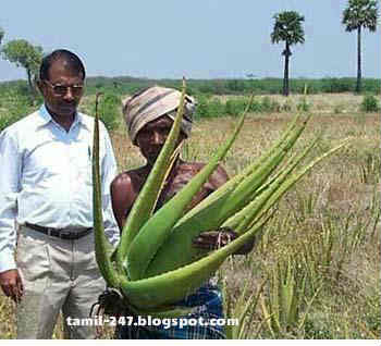 தரிசு நிலத்தில் லாபம் தரும் சோற்றுக்கற்றாழை..