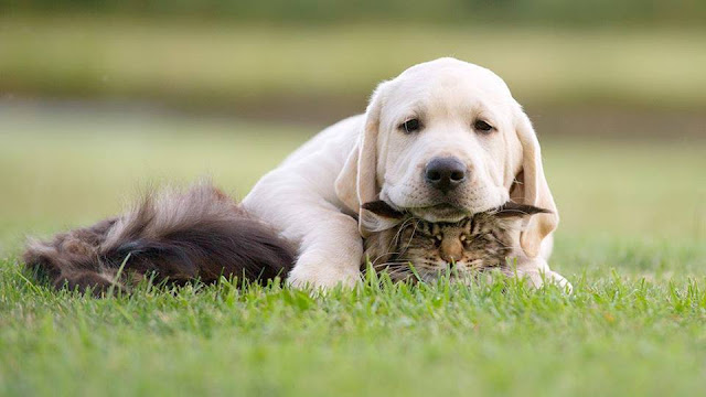 Dog catched a cat