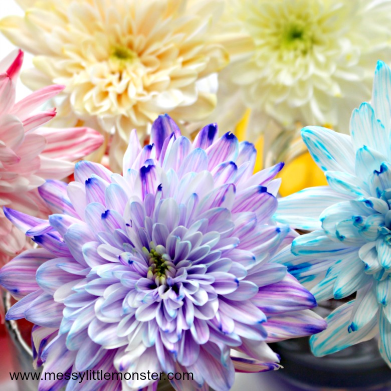 Colour Changing Flowers Science Experiment - A fun science project for kids or easy science experiment for preschoolers. This cool science experiment teaches children about how plants absorb water.