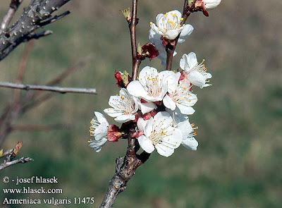 Albaricoque silvestre Armeniaca vulgaris