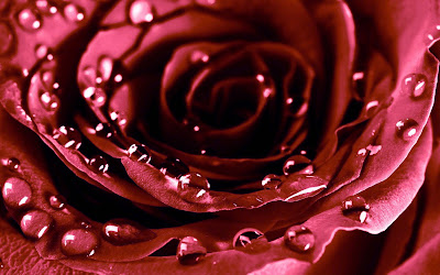 Rose Widescreen HD Wallpaper 9