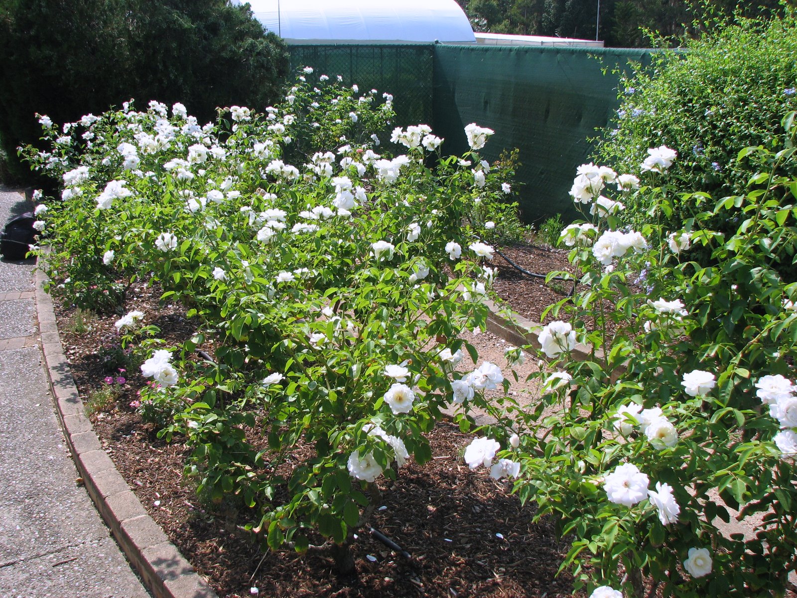 Common Landscape Bushes