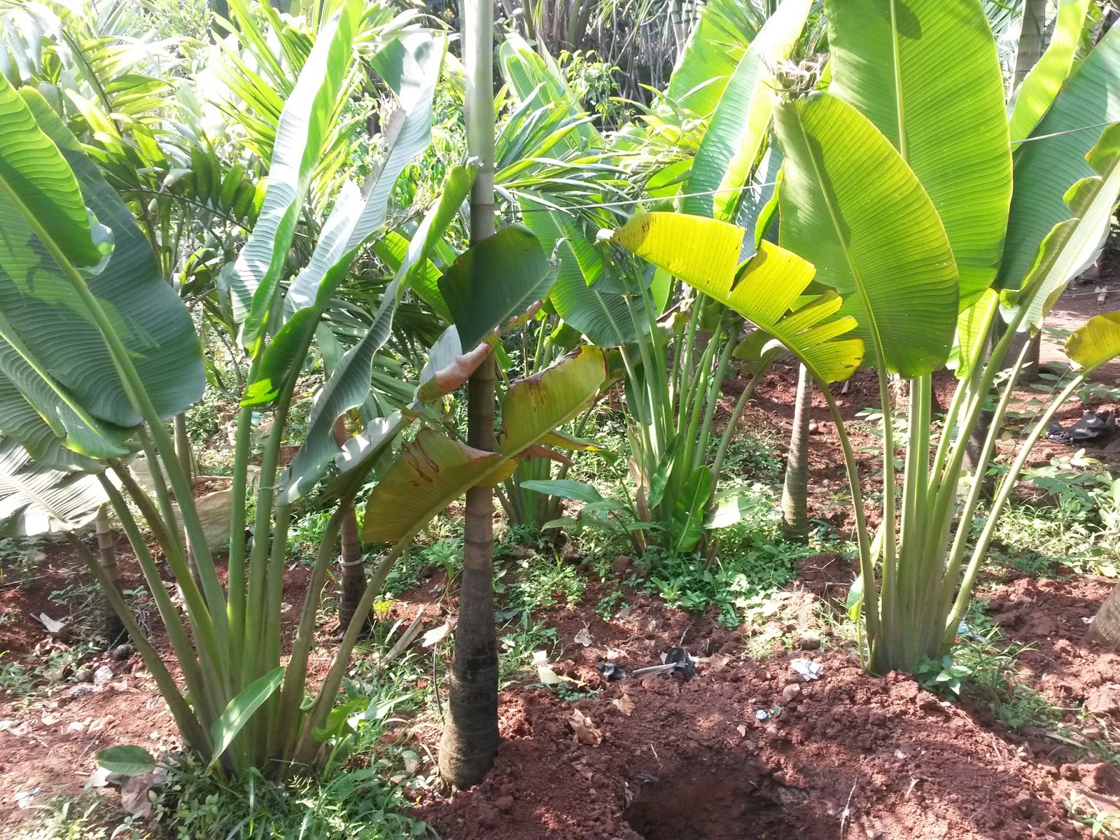 Jual pohon pisang  kipas pisang bali  pisang  heliconia 
