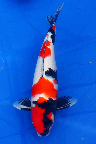 pets: Koi fish