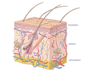 Diferentes capas de la piel