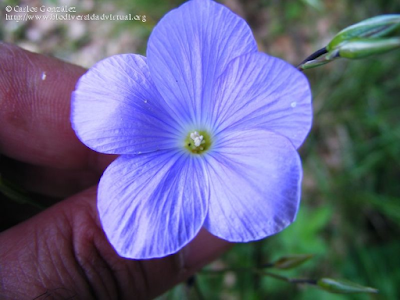 http://www.biodiversidadvirtual.org/herbarium/Linum-narbonense-L.-subsp.-narbonense-img232983.html