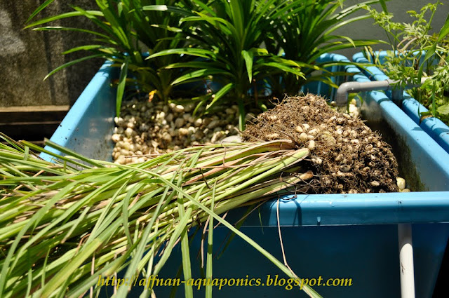 Affnan's Aquaponics: Lemon Grass Growbed - Redo