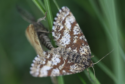 Two moths mating.