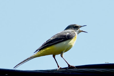 Gray Wagtail   Motacilla cinerea