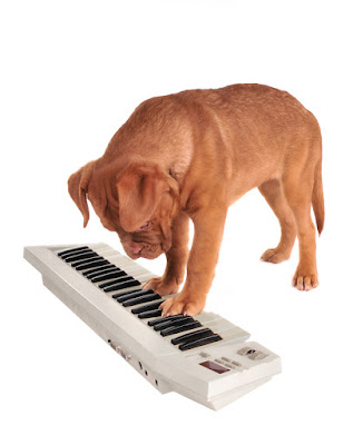 A puppy learns a trick with a keyboard