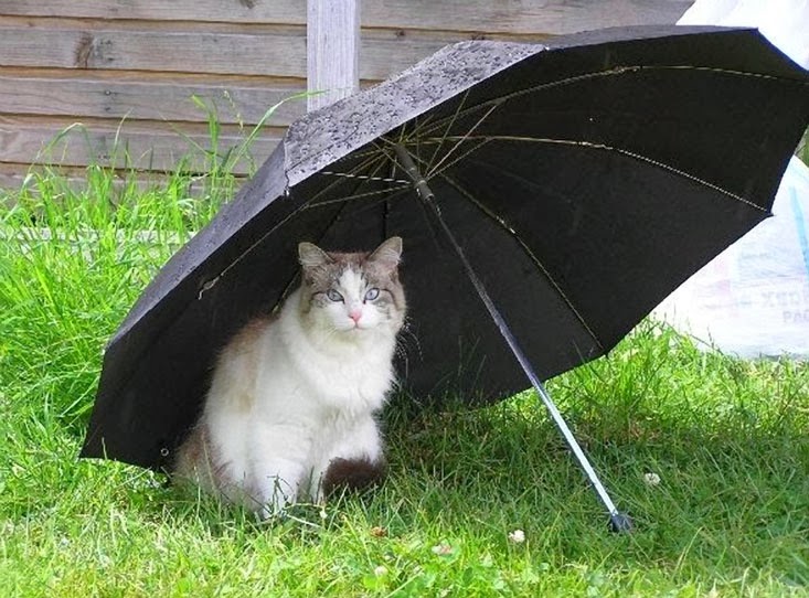 Choco Toujours: Cats & Umbrella