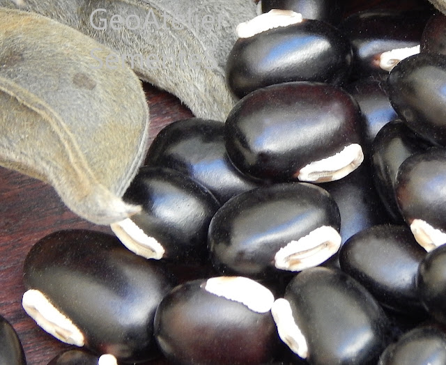 Sementes de mucuna-preta (Styzolobium aterrimum)