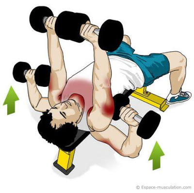 The Dumbbell Bench Press