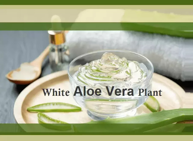 White-Aloe-Vera-Plant