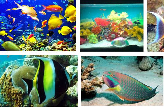 47+ Memelihara Ikan Air Laut Di Akuarium Terbaik