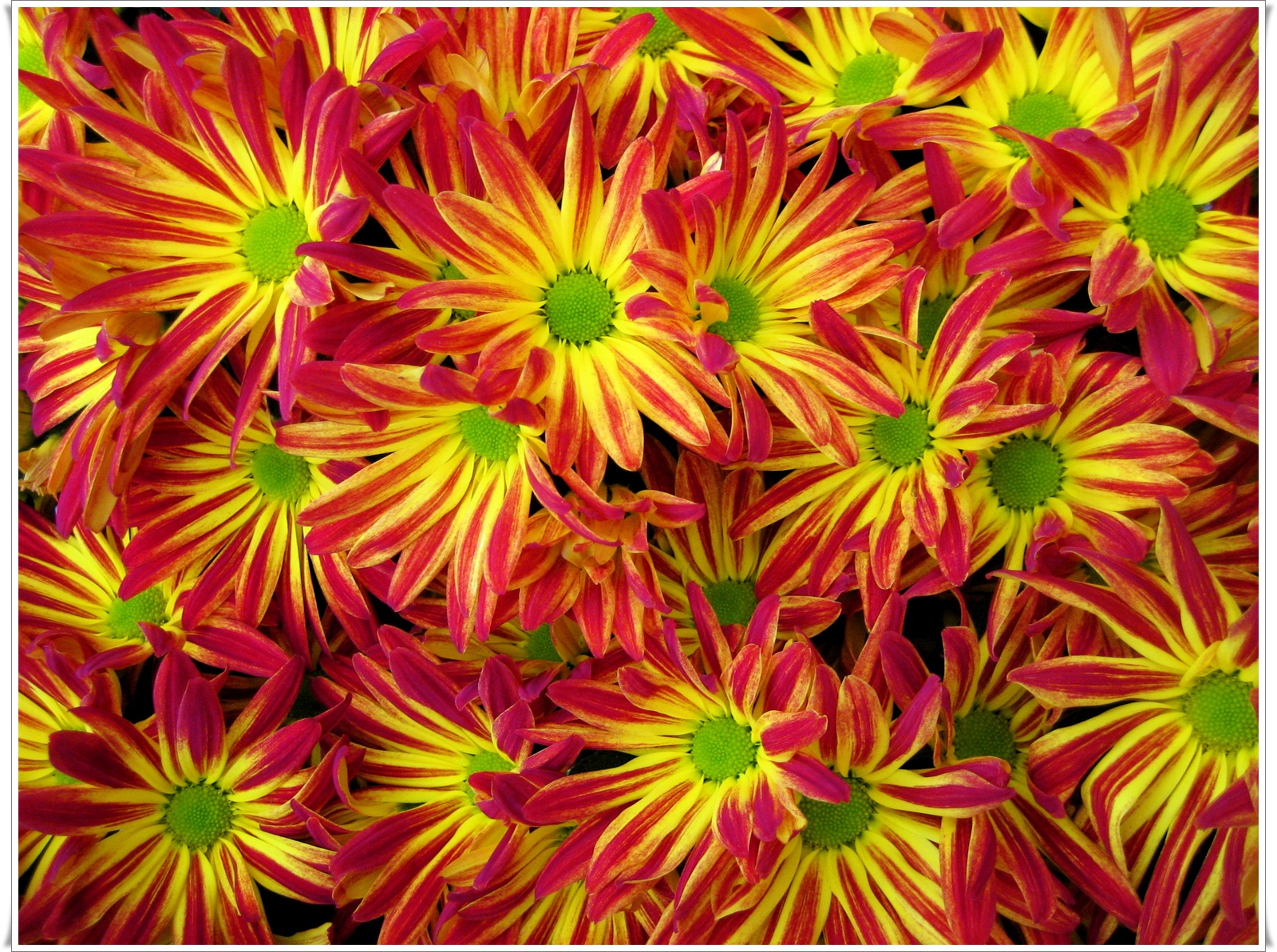 types of flowers with meaning Red and Yellow Chrysanthemum | 1600 x 1193