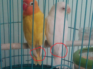 Lovebird Jantan dan Betina