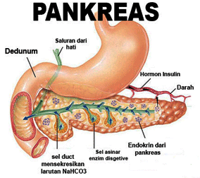 Cara mudah cek pankreas pankreatitis kanker pankreas 