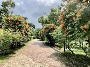 Kock's Bauhinia