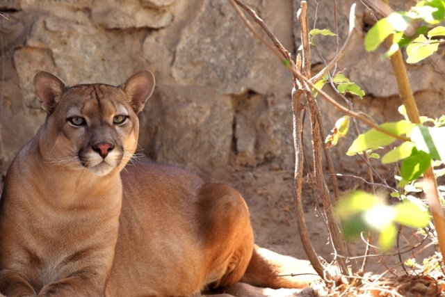 Últimas onças da Caatinga enfrentam nova ameaça: complexos eólicos