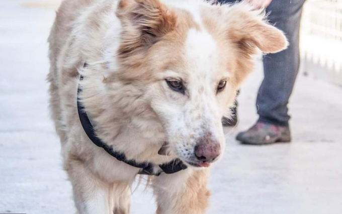 La triste storia di Lenticchio, cane che da 11 anni cerca nuovi padroni