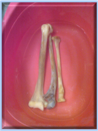 Bleached bones Osteotecnia