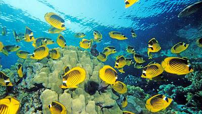 Animales que viven en el fondo del mar como Peces, tortugas, estrellas, etc.