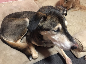 Large dog with wet hair