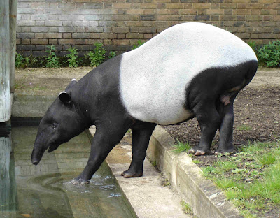 Tapir 