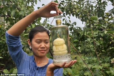 Buah pir unik mirif patung budha