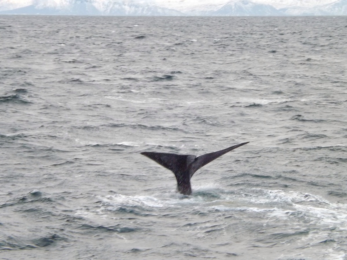Whale Safari Norvegia Andenes capodoglio