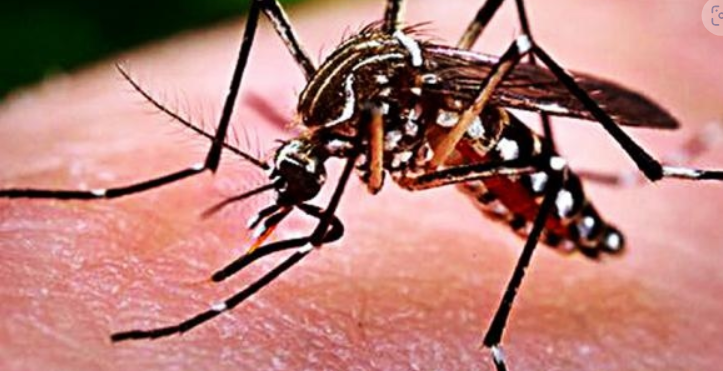 Experimento com mosquitos geneticamente modificados na Califórnia é interrompido