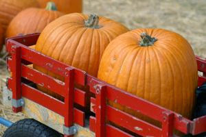 Pumpkin Sauce For Pasta Fall Recipe