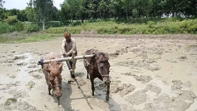 জীবিকা নির্বাহের একমাত্র সম্বল ঘোড়ার হাল  